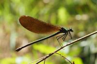 Calopteryx virgo