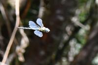 Aeshna affinis