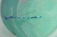 Enallagma cyathigerum