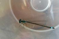 Ischnura elegans