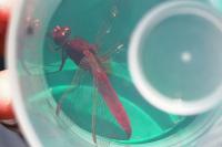 Crocothemis erythraea