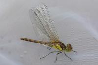 Sympetrum striolatum