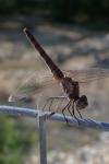 Trithemis annulata