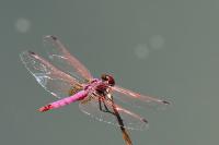 Trithemis annulata