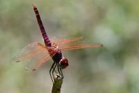 Trithemis annulata