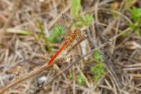 Sympetrum meridionale