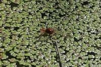 Crocothemis erythraea
