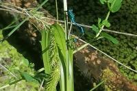Coenagrion puella