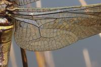 Anax parthenope
