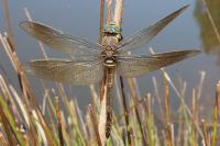 Anax parthenope