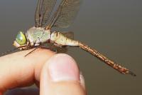 Anax parthenope