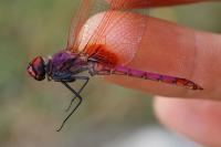 Trithemis annulata