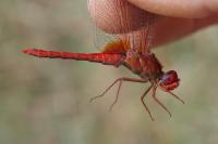 Crocothemis erythraea