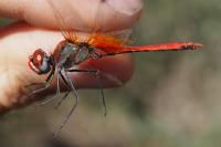 Sympetrum fonscolombii