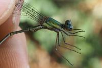 Chalcolestes viridis