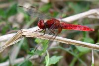 Crocothemis erythraea