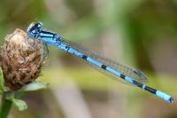Enallagma cyathigerum