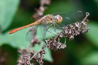 Sympetrum meridionale