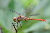 Sympetrum meridionale