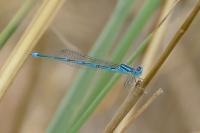 Erythromma lindenii