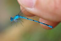 Enallagma cyathigerum