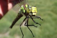 Aeshna cyanea