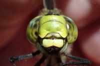 Aeshna cyanea