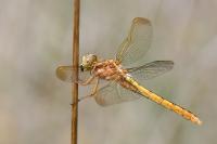 Orthetrum coerulescens