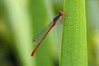 Ceriagrion tenellum