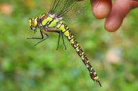 Aeshna cyanea