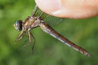 Orthetrum coerulescens