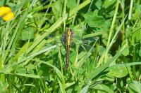 Gomphus vulgatissimus