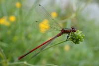 Pyrrhosoma nymphula