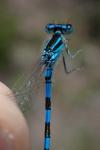 Coenagrion scitulum