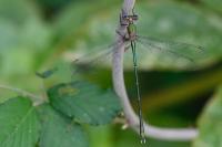 Chalcolestes viridis