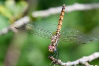Trithemis annulata
