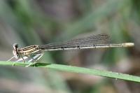 Platycnemis pennipes
