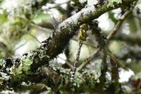 Aeshna cyanea