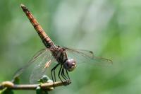 Trithemis annulata