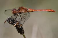 Sympetrum meridionale