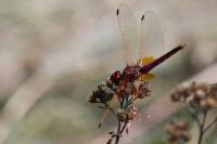 Trithemis annulata