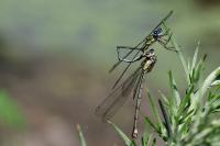 Chalcolestes viridis