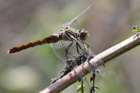 Sympetrum sanguineum