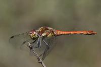Sympetrum striolatum