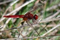 Crocothemis erythraea