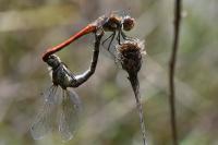 Sympetrum striolatum