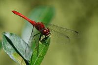 Sympetrum sanguineum