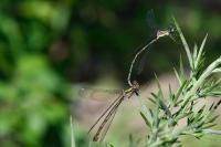 Chalcolestes viridis