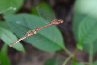 Sympetrum meridionale