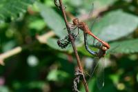 Sympetrum meridionale
